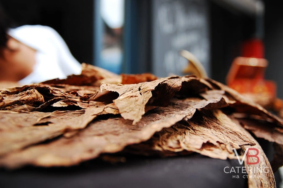 Фотография табачных листьев для изготовления сигар